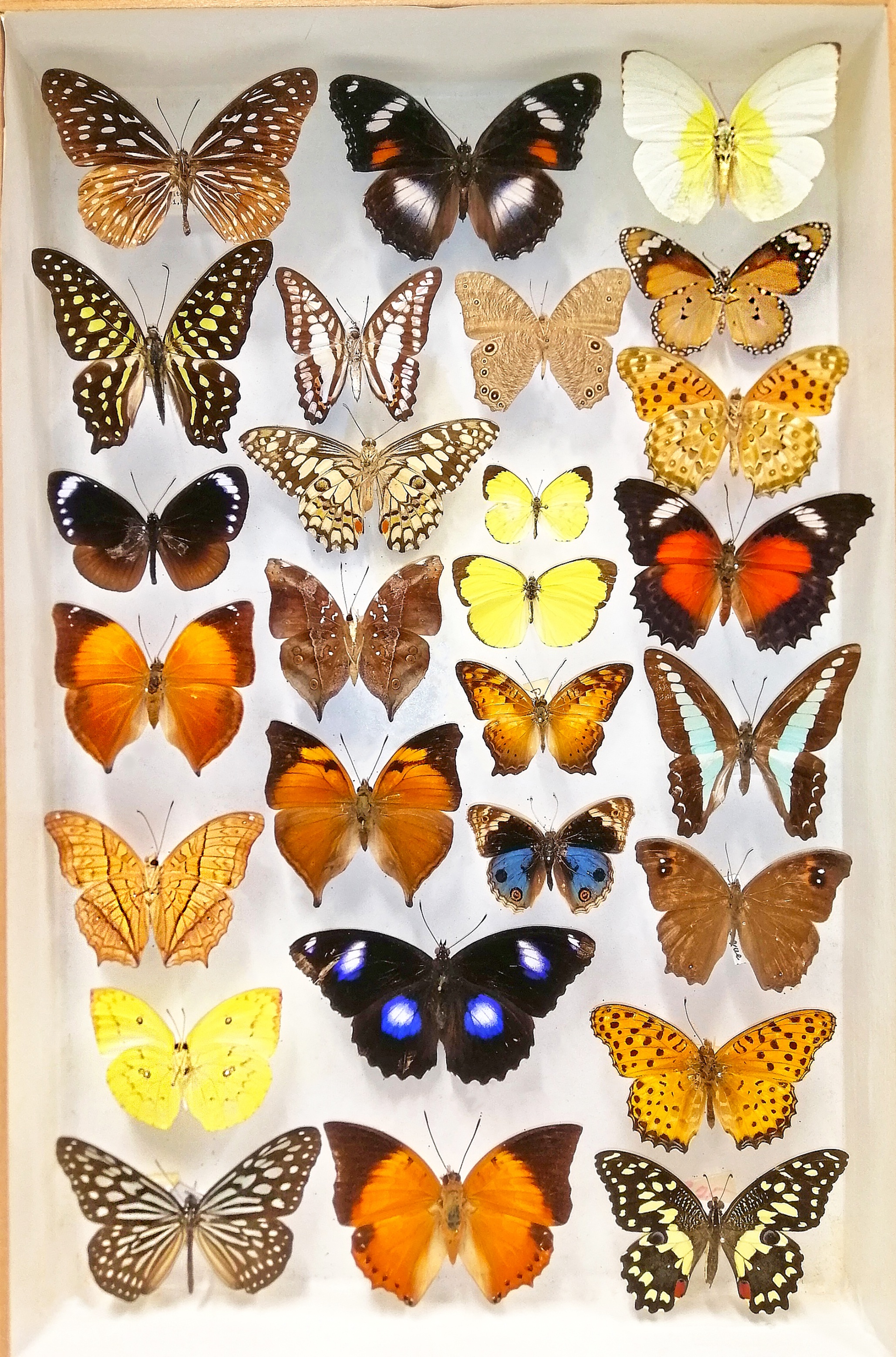 Insects as a Natural and Cultural Resource across Southeast Asia