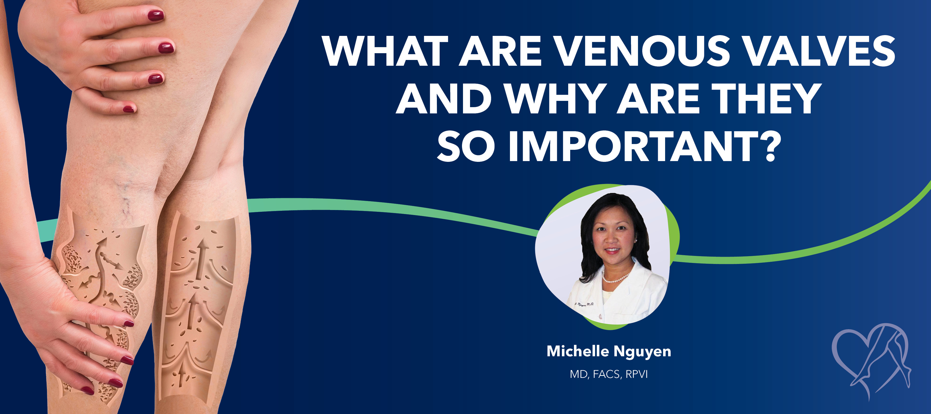 Blog Image What Are Venous Valves