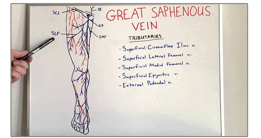 Saphenous vein