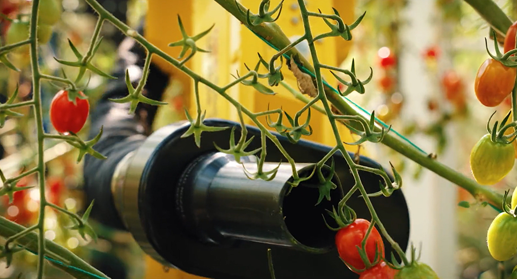 Four Growers Westburg Feature Image
