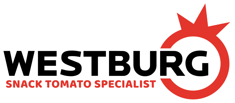 Automatización de la agricultura: Un invernadero recurre a los robots para la cosecha de tomates.
