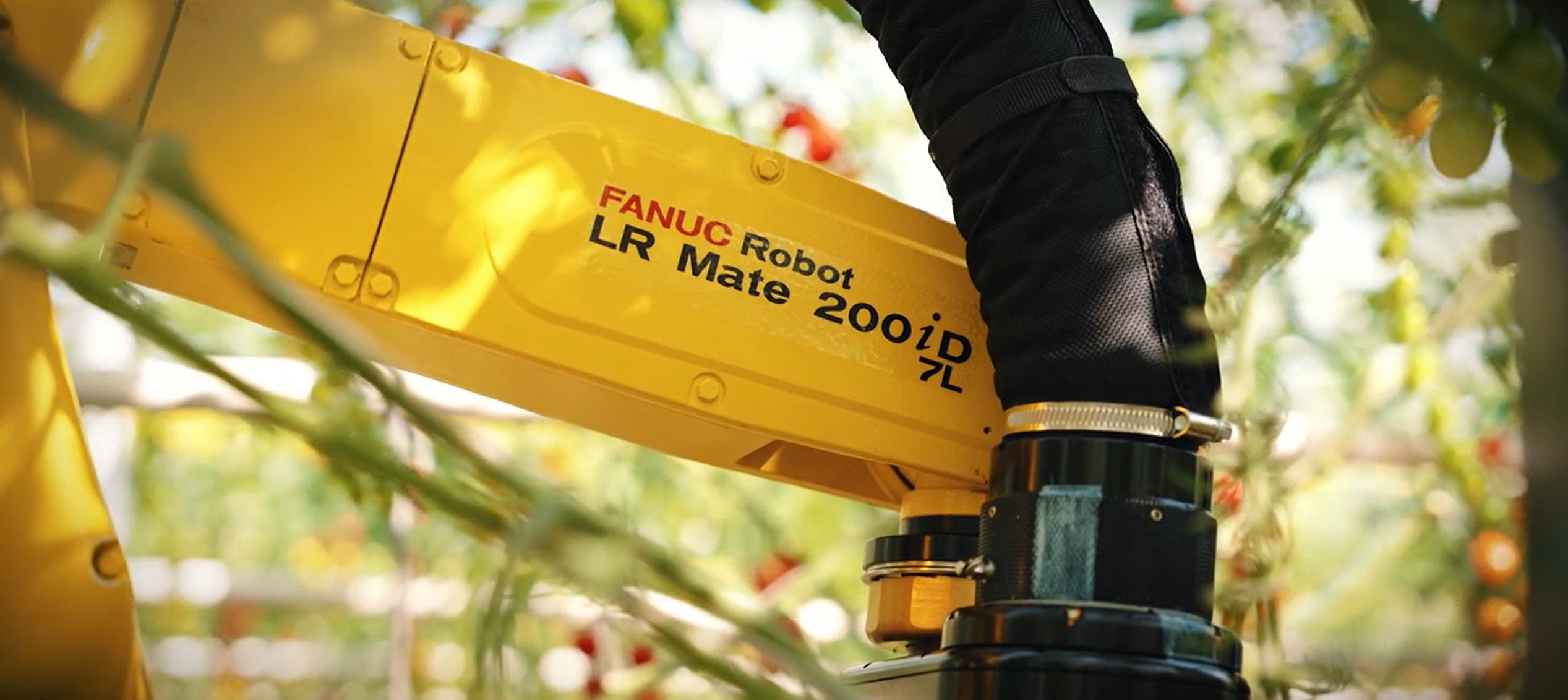 LR Mate Harvesting Tomatoes