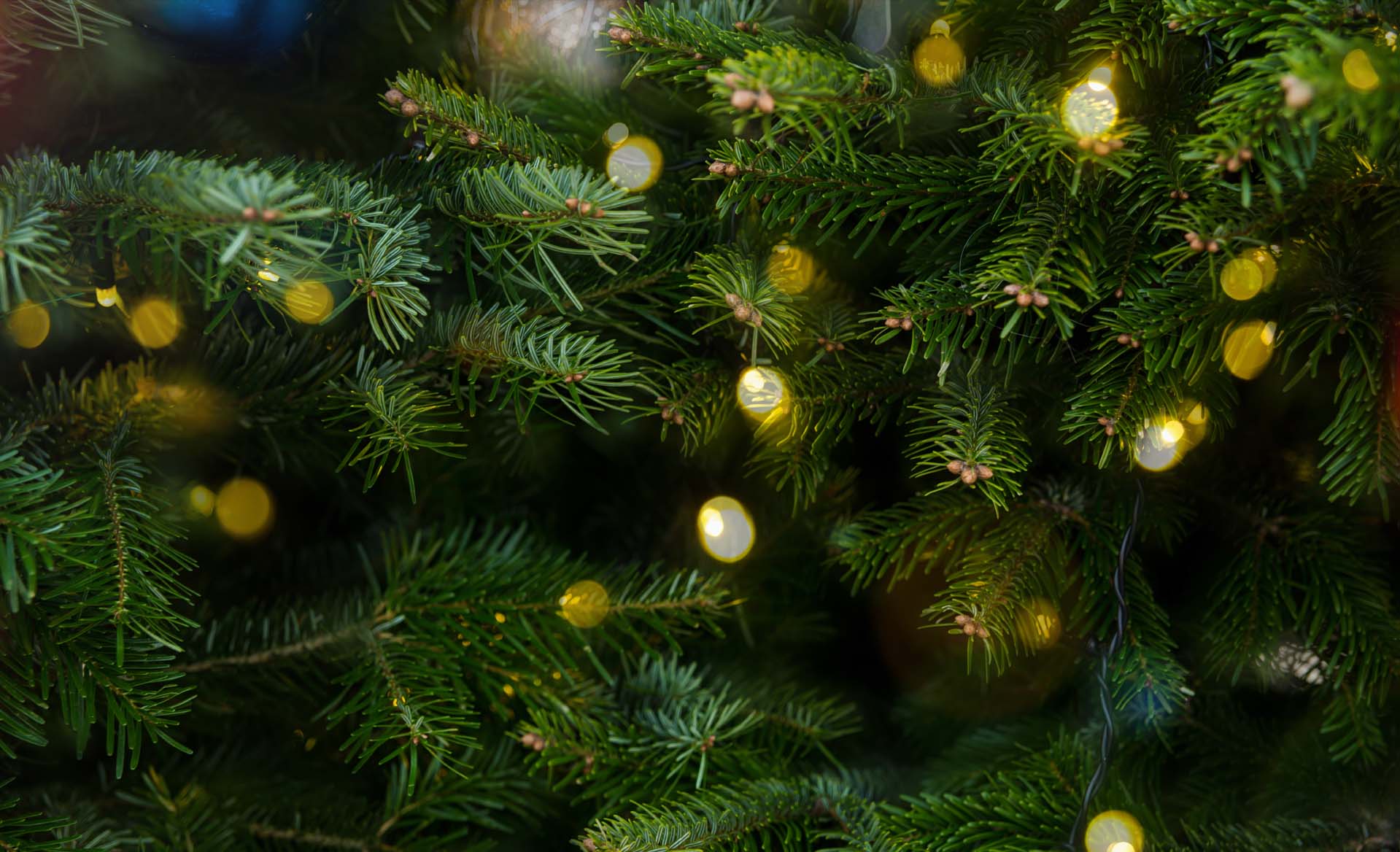 Banner bg