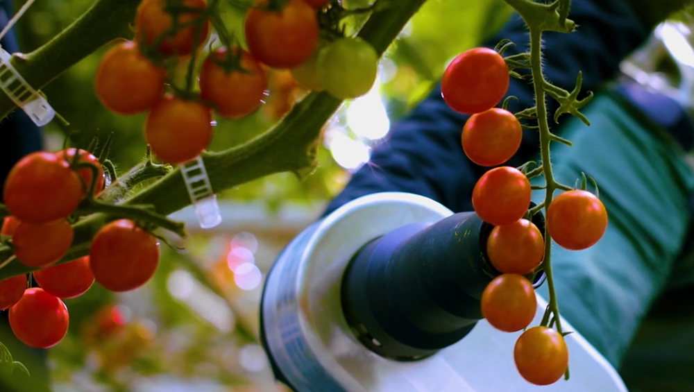 Automated Tomato Harvesting