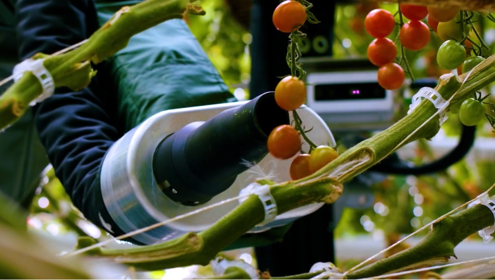 LR Mate 200i D 7 L Harvesting Tomatoes