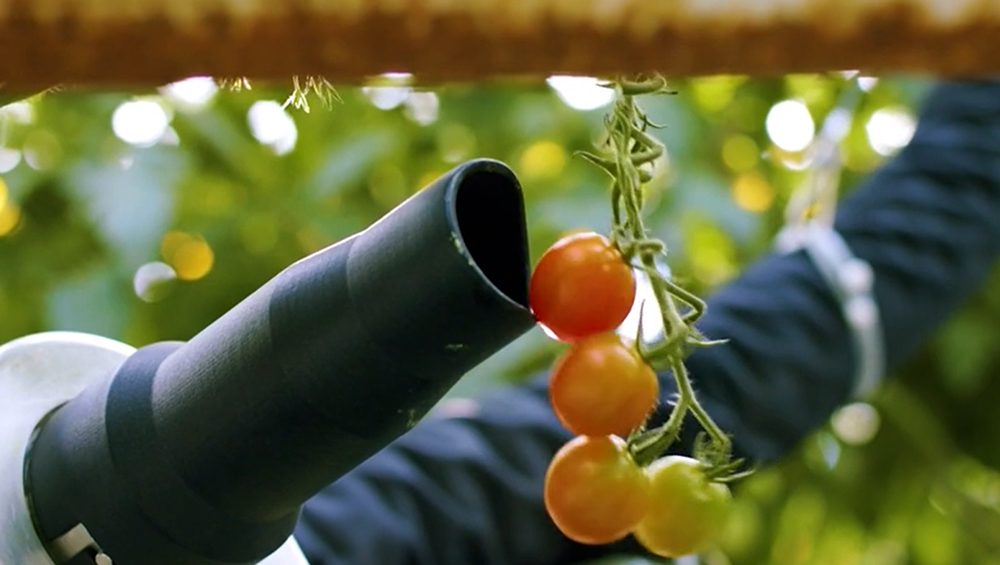 Robotic Tomato Harvesting