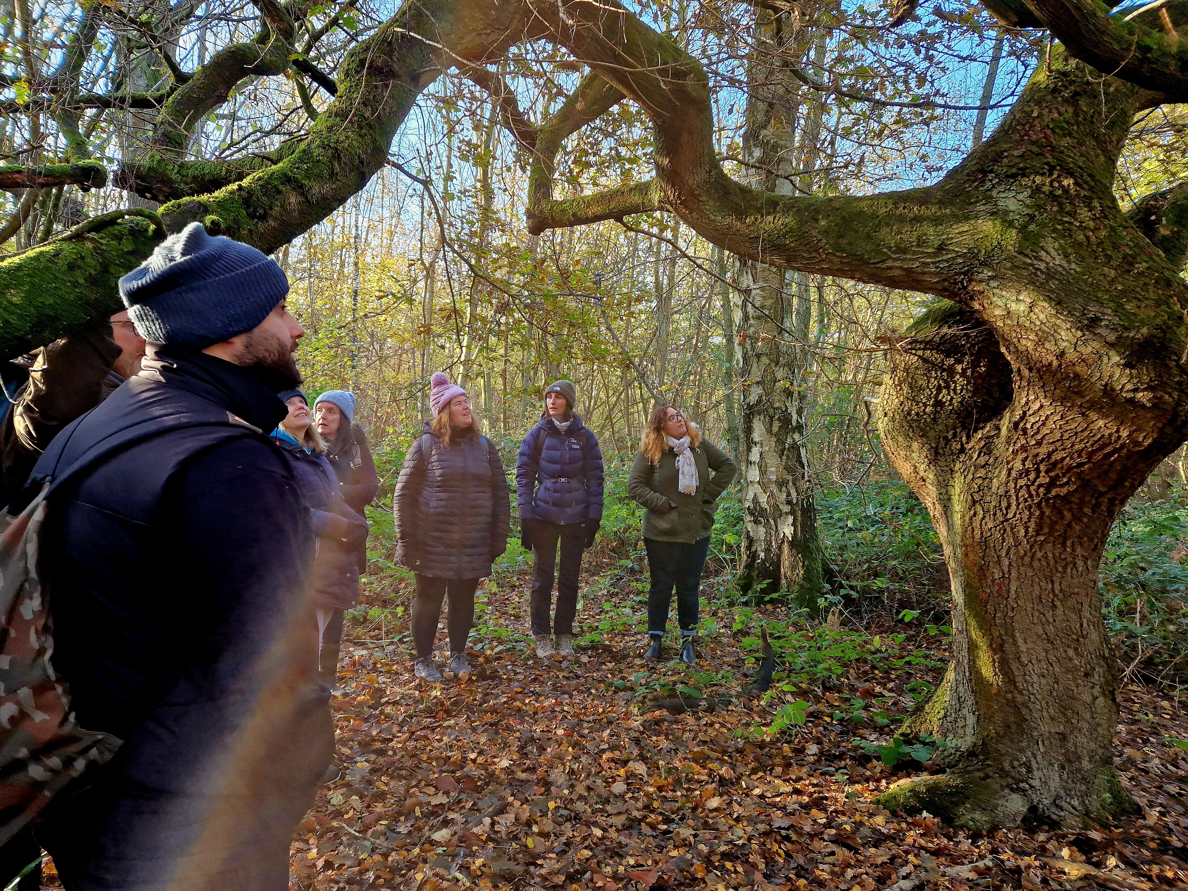 Group of people in winter coats standing beneath large twisted tree branches in woodland setting with fallen autumn leaves.