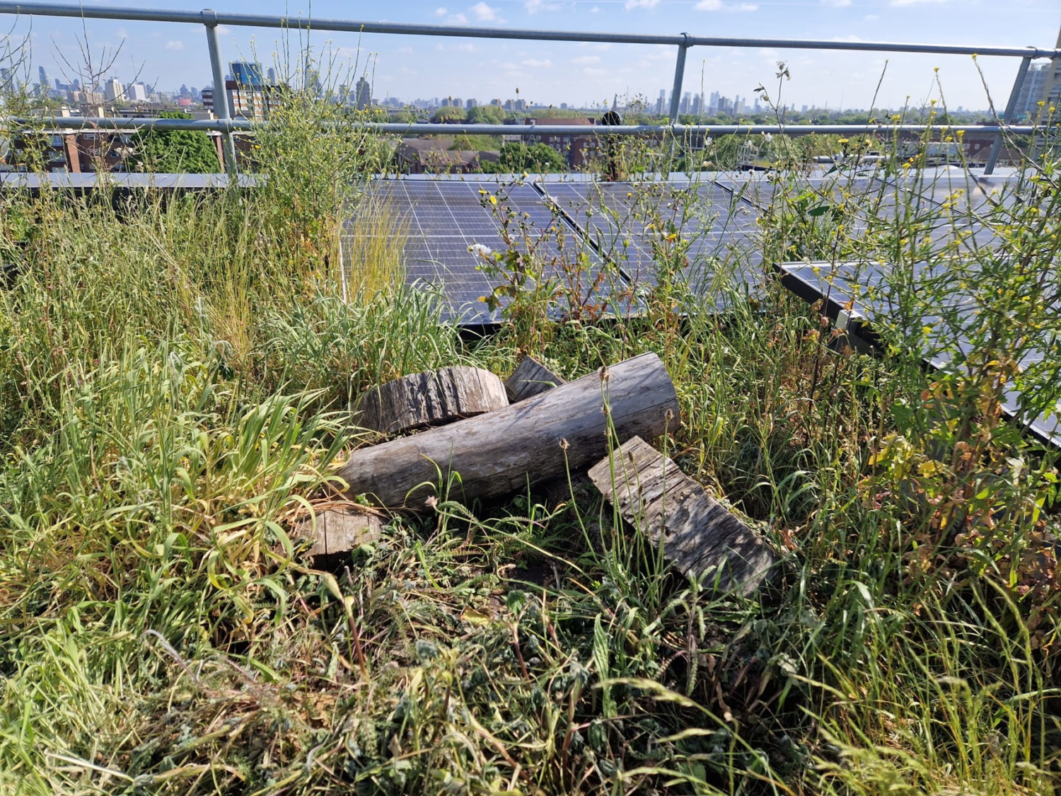 Overgrown rooftop garden with wooden planters amongst tall grass and weeds, metal railings visible, urban buildings in background.