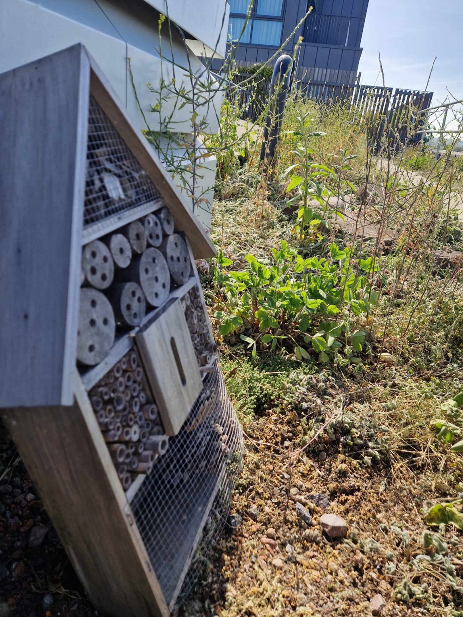 White wooden insect hotel with compartments and bamboo tubes positioned in garden with green plants and brown soil.