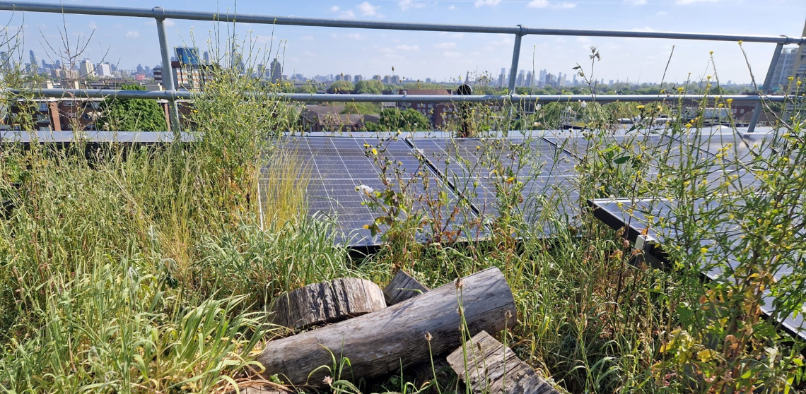 Overgrown balcony garden with metal railings, green plants, plastic containers, and city skyline visible in background under blue sky.