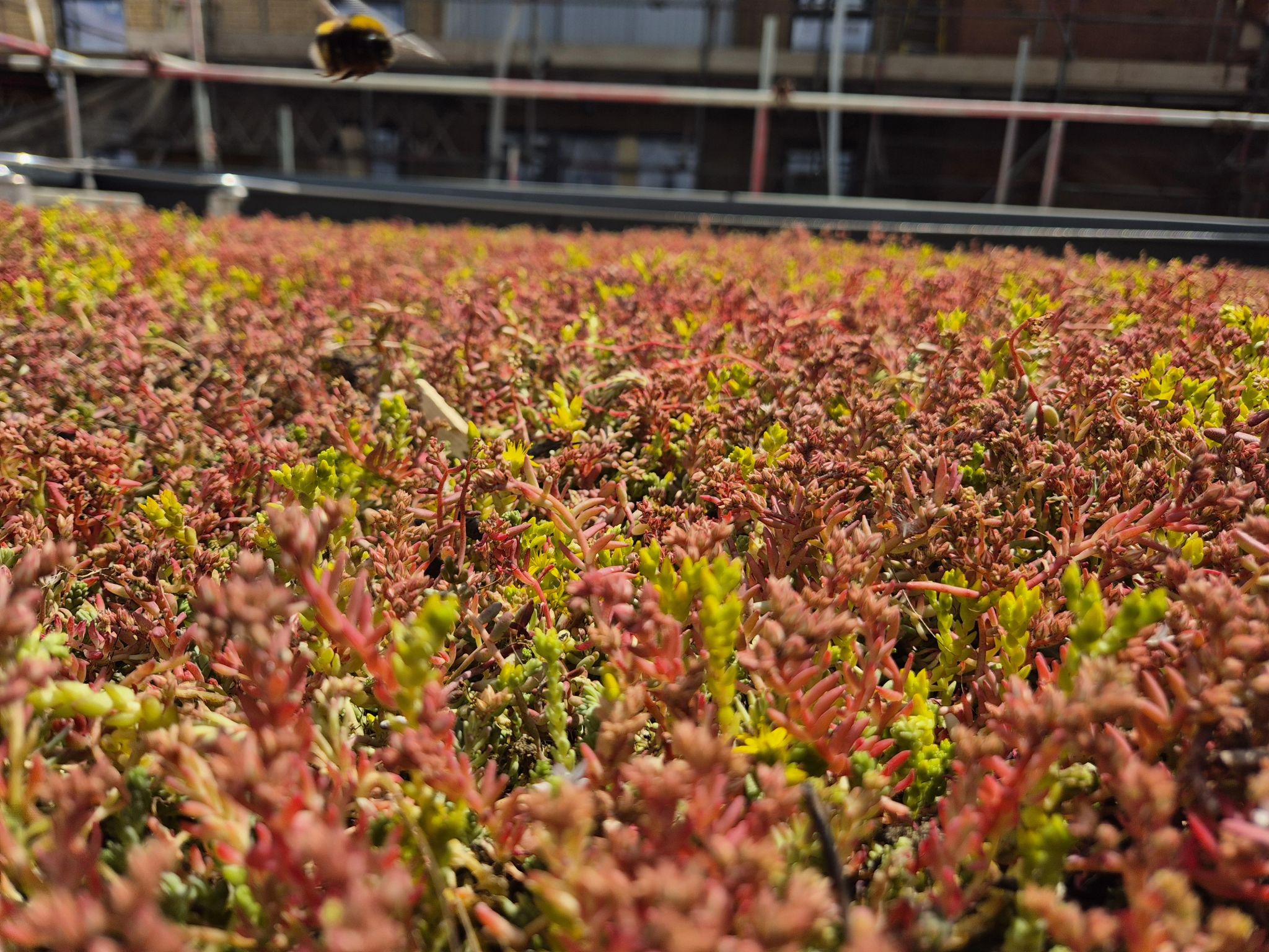 Dense rows of red and green lettuce seedlings growing in greenhouse with metal railings visible in background.