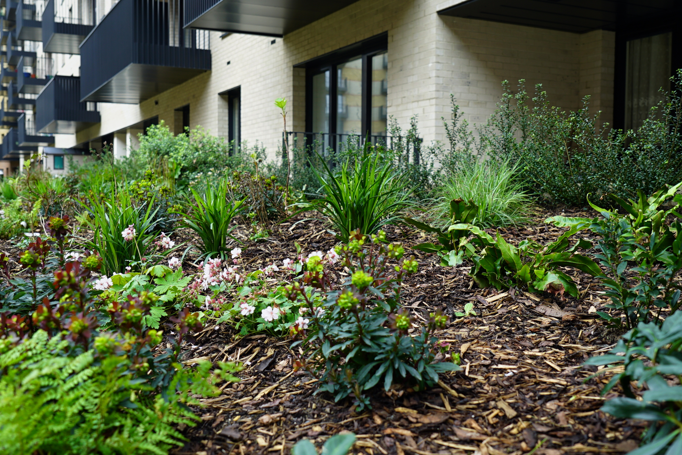 Landscaped garden bed with mixed plants, ferns, and pink flowers on bark mulch beside a modern apartment building.
