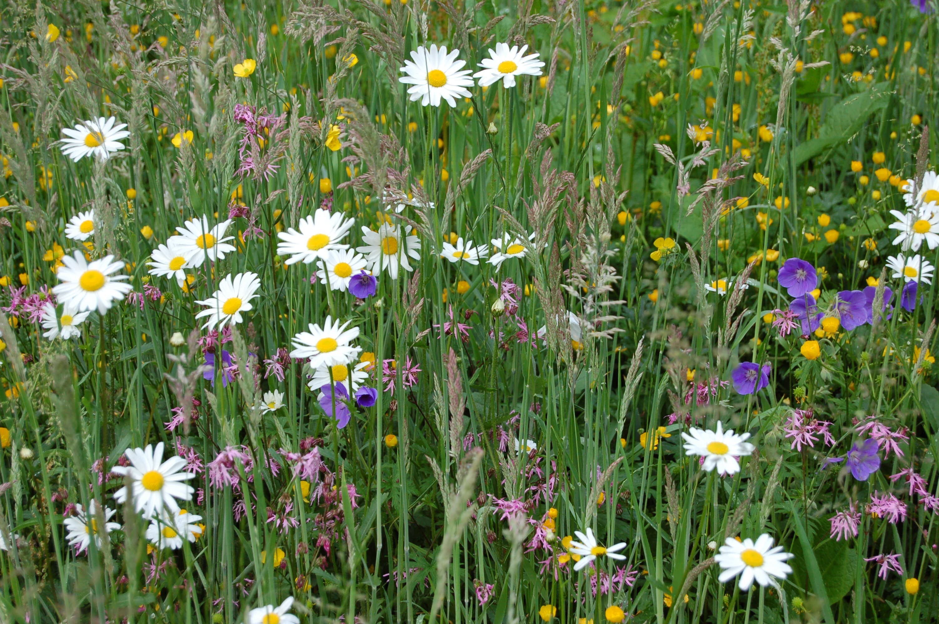 Wildflower meadow with white daisies, yellow buttercups, purple and pink blooms scattered amongst tall green grass and stems.