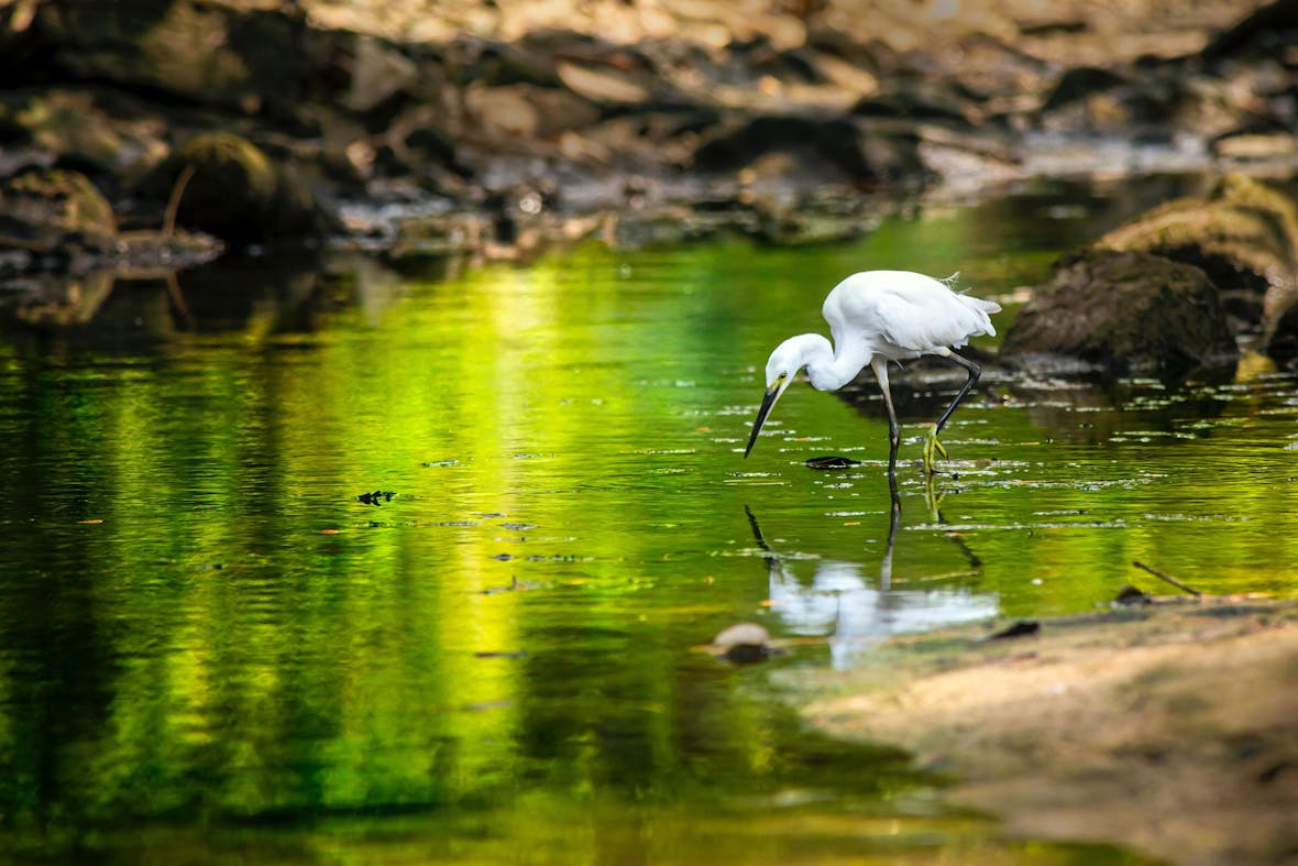 White heron wading in green water, head down hunting for fish, with clear reflection visible on water surface.