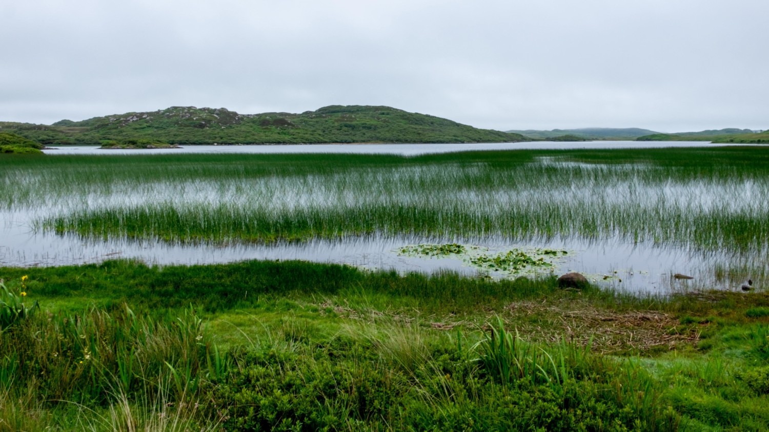 Marshy wetland with tall green reeds reflected in still water, rolling green hills in background under overcast grey sky.