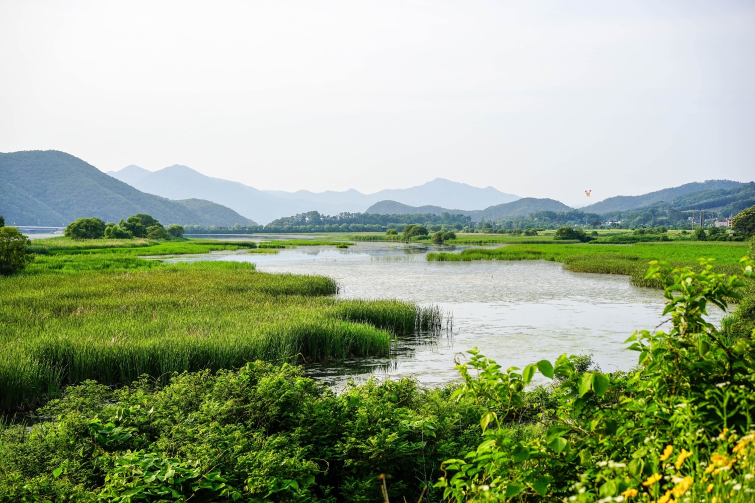 River winding through green wetlands with lush vegetation in foreground, blue-grey mountains in background under pale sky.