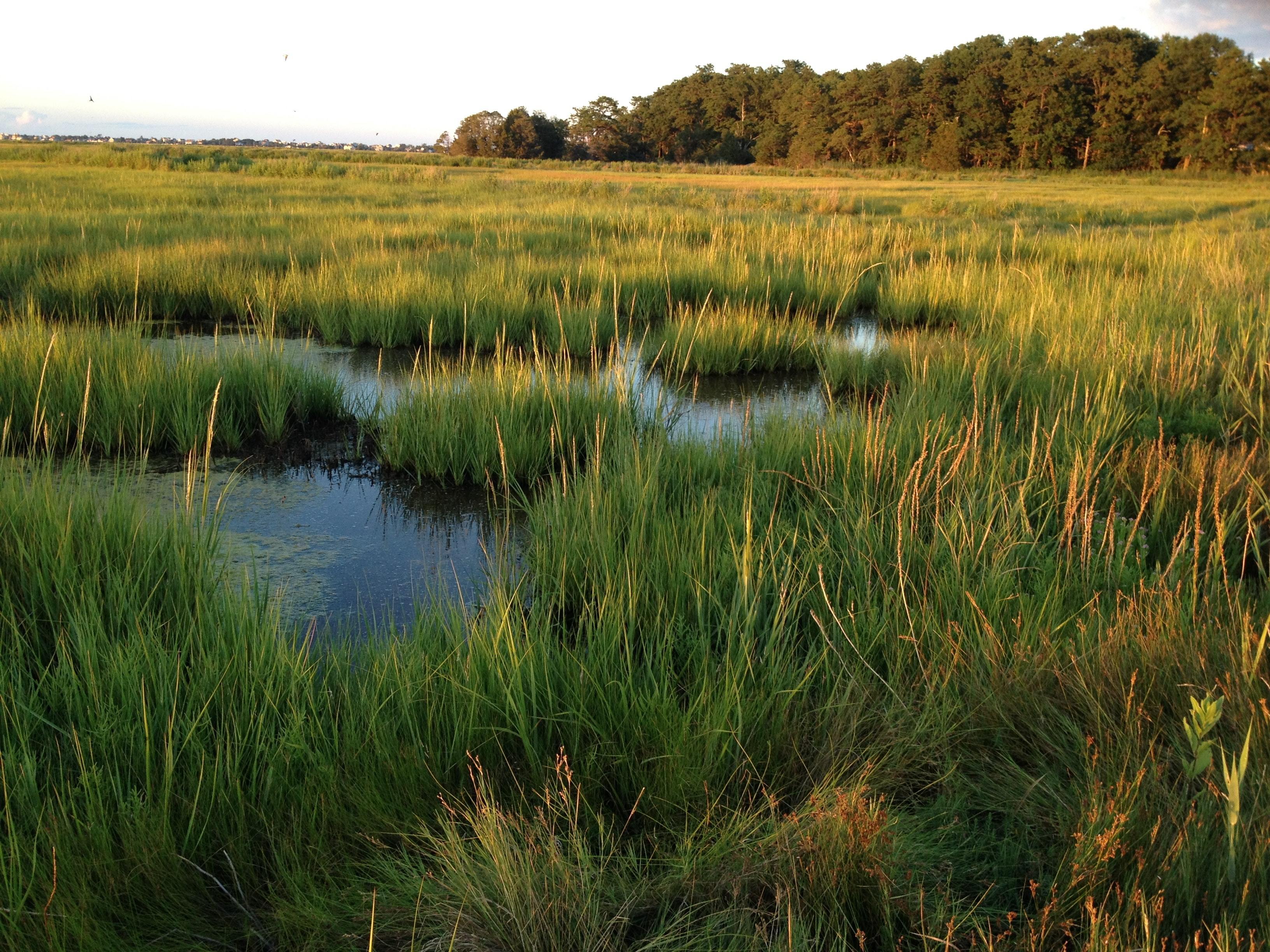 Winding stream through green marsh grasses with tree line in background under overcast sky.