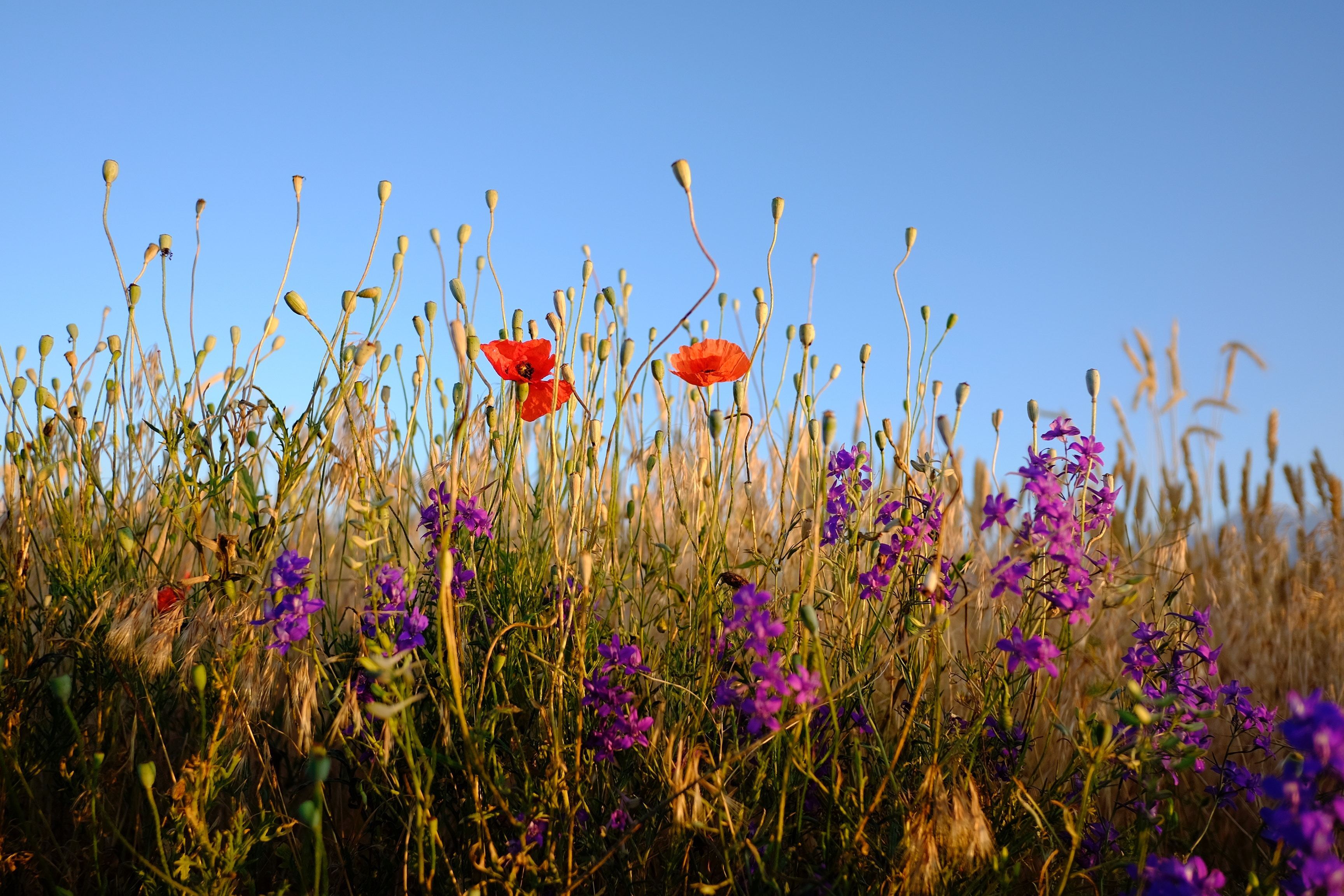 Wild meadow with red poppies and purple flowers amongst golden grasses against bright blue sky.