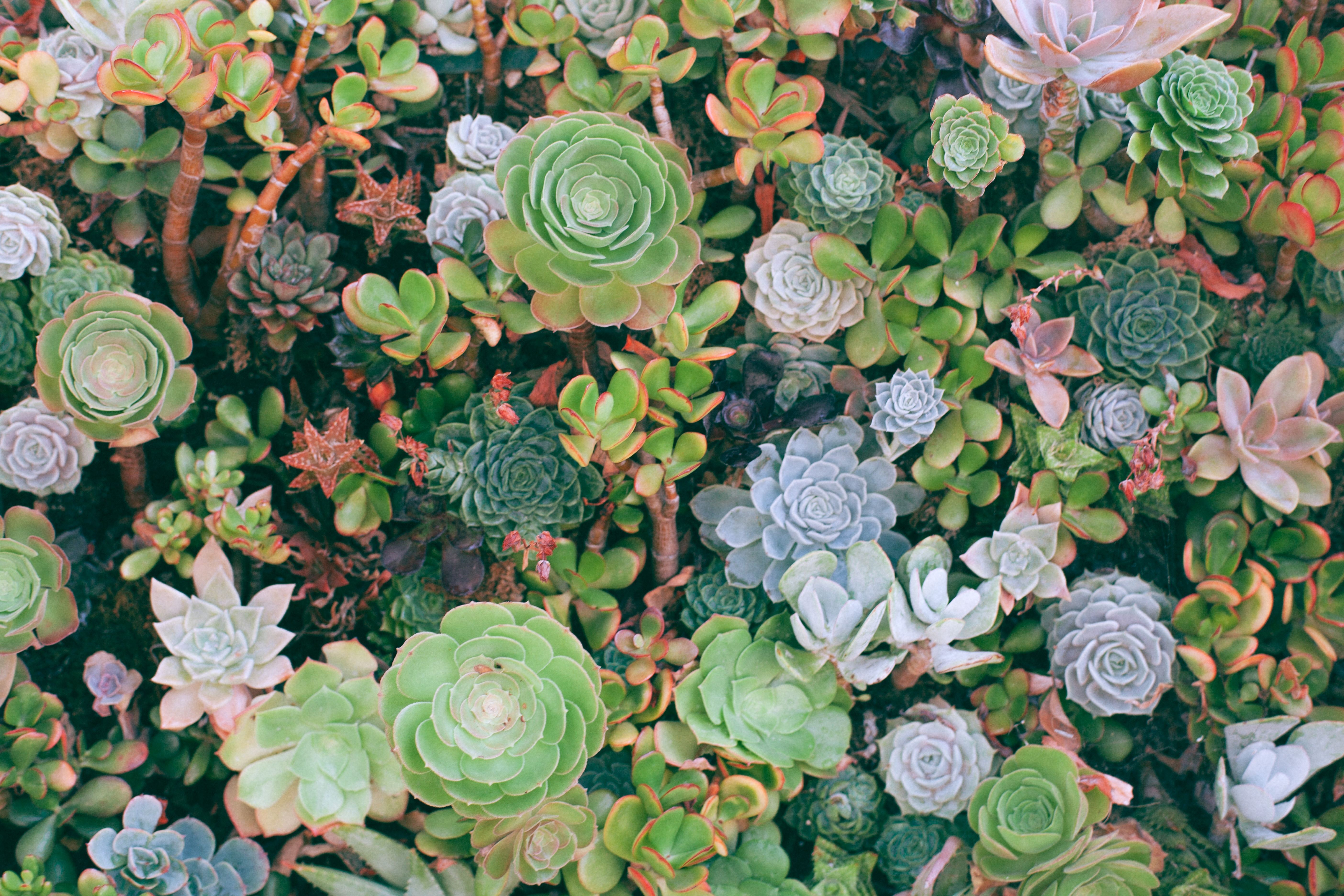 Dense arrangement of succulent plants with rosette shapes in green, blue-grey, and pink tones filling the entire frame.