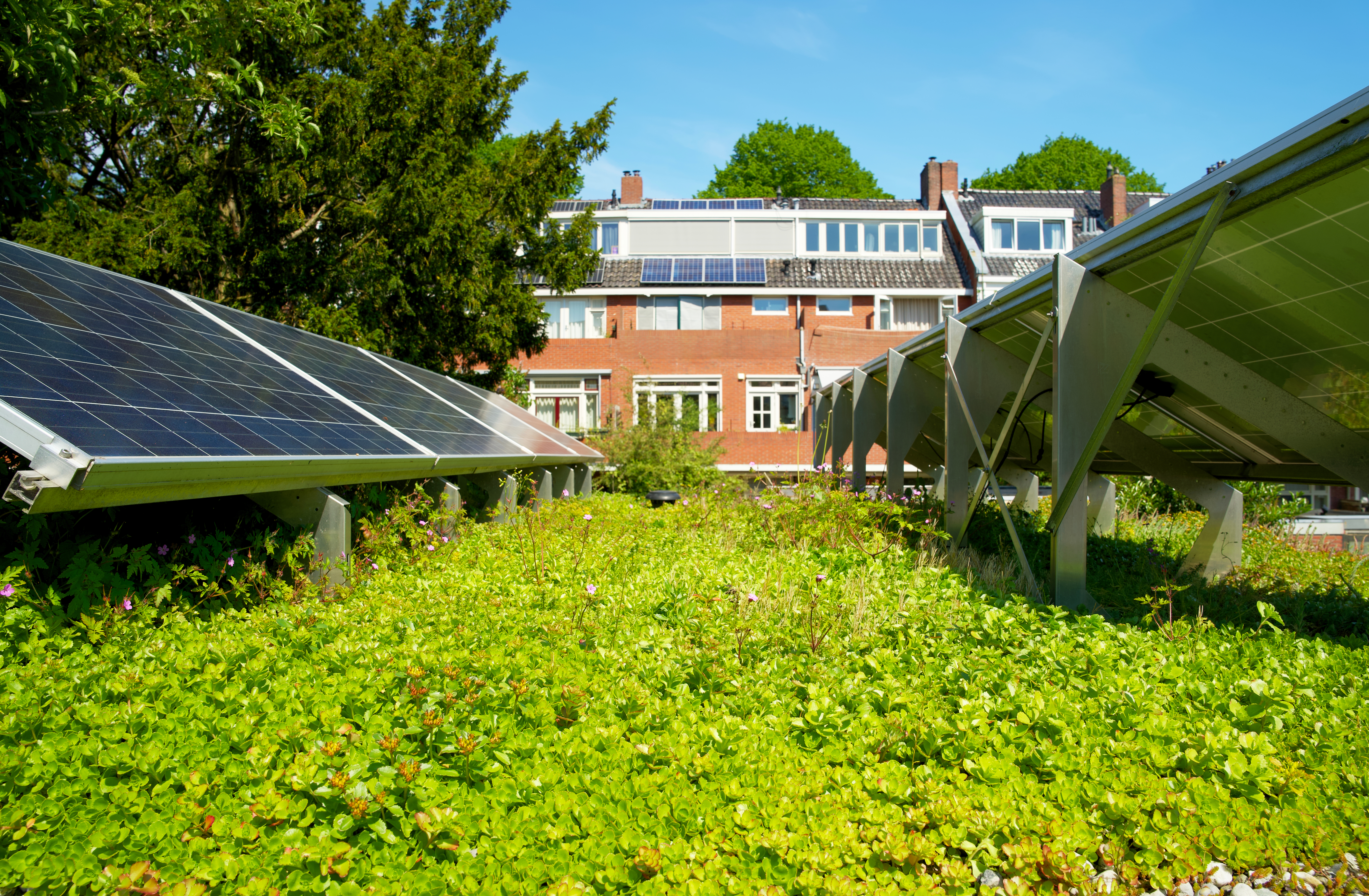 Solar panels mounted on metal frames above green leafy plants, with brick buildings and trees in background under blue sky.