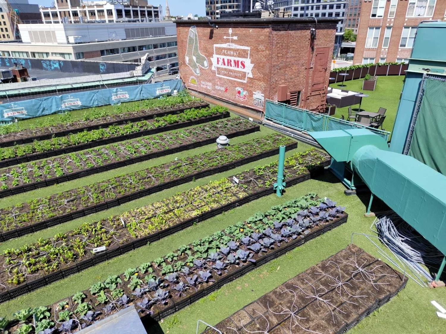 Rooftop garden with organised rows of vegetable plots, green turf, and urban buildings in background. Brick wall visible.