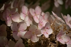 Hydrangea