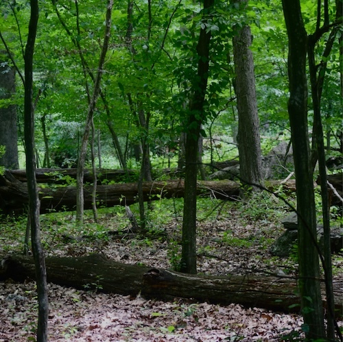 Trees