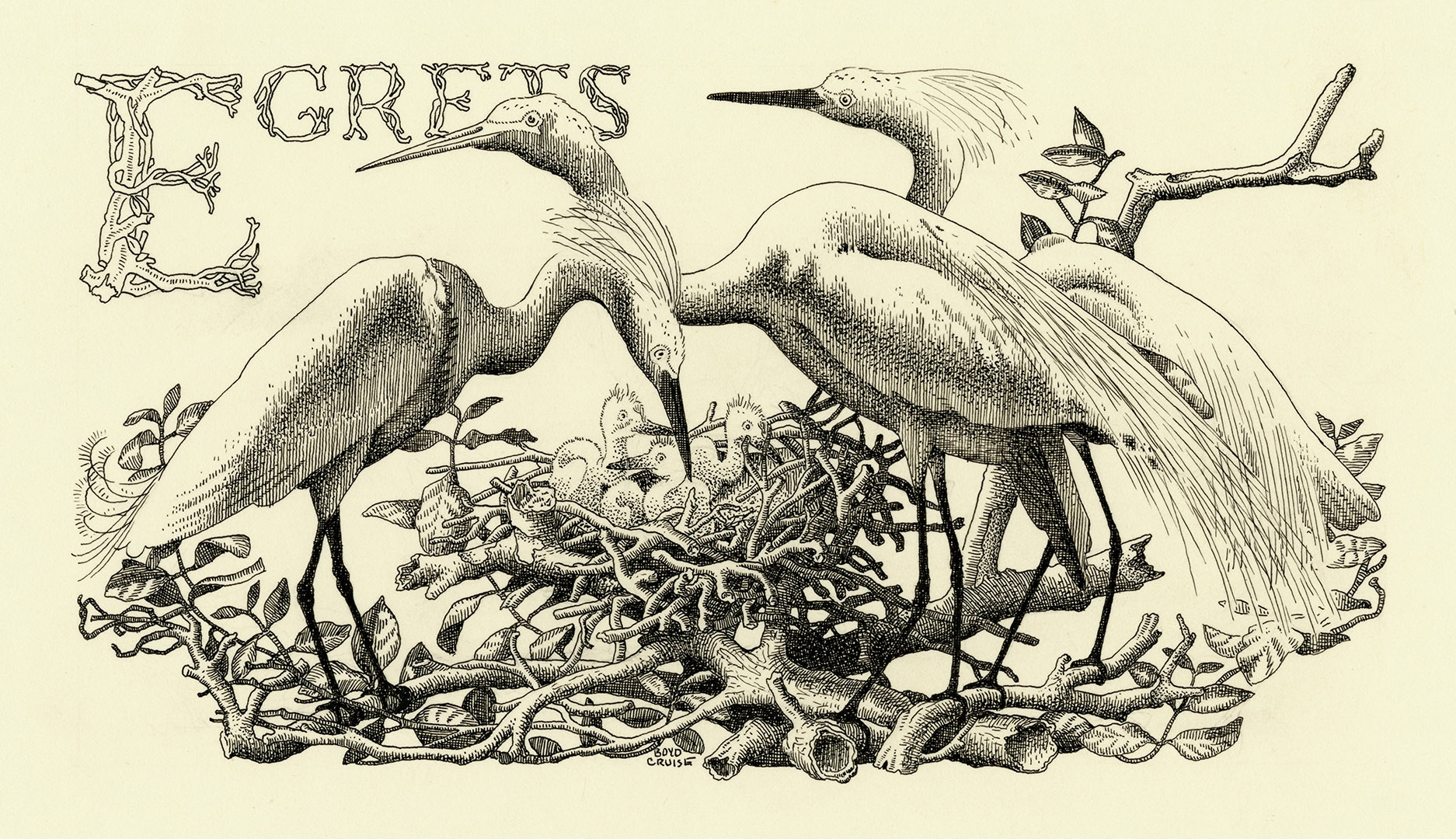 Pen and ink drawing of three adult egrets hovering over a nest of young egrets. The nest and adults are standing on a bed of broken limbs and branches. The word "Egrets" is formed from broken branches.