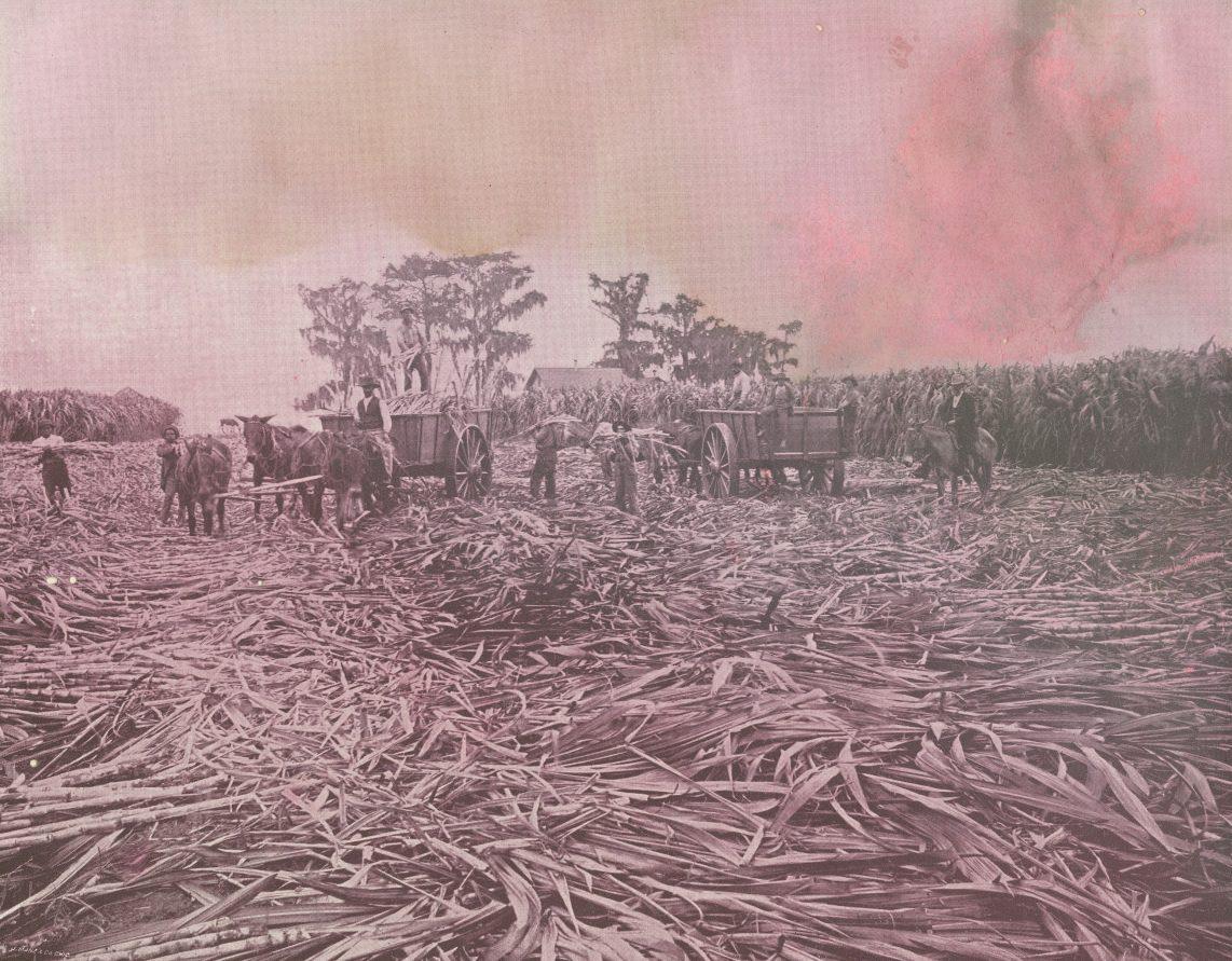 A vintage photograph depicts laborers harvesting sugarcane. Oxen-drawn carts are loaded with cane amid a large field. Tall cane stalks surround the area, and trees are visible in the background under a hazy sky.