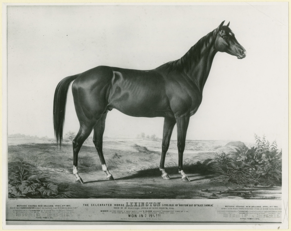 A black and white illustration of a horse standing in profile on grassy terrain. The horse is muscular and well-defined, with text describing it as the celebrated horse Lexington, known for speed and stamina. The background is simple and unobtrusive.
