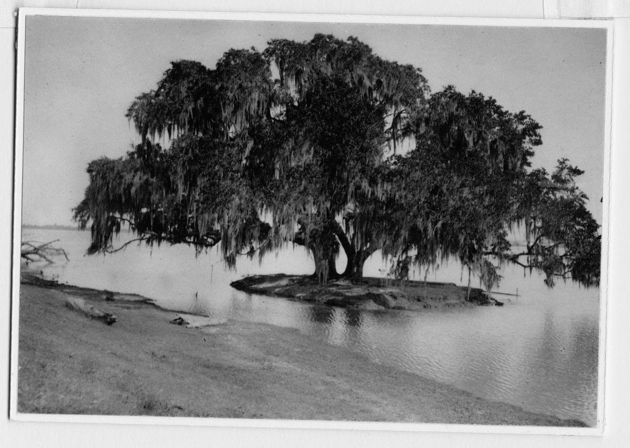 A large tree adorned with hanging Spanish moss stands alone on a small island surrounded by water. The scene is tranquil, depicting the trees reflection on the calm surface of the water.