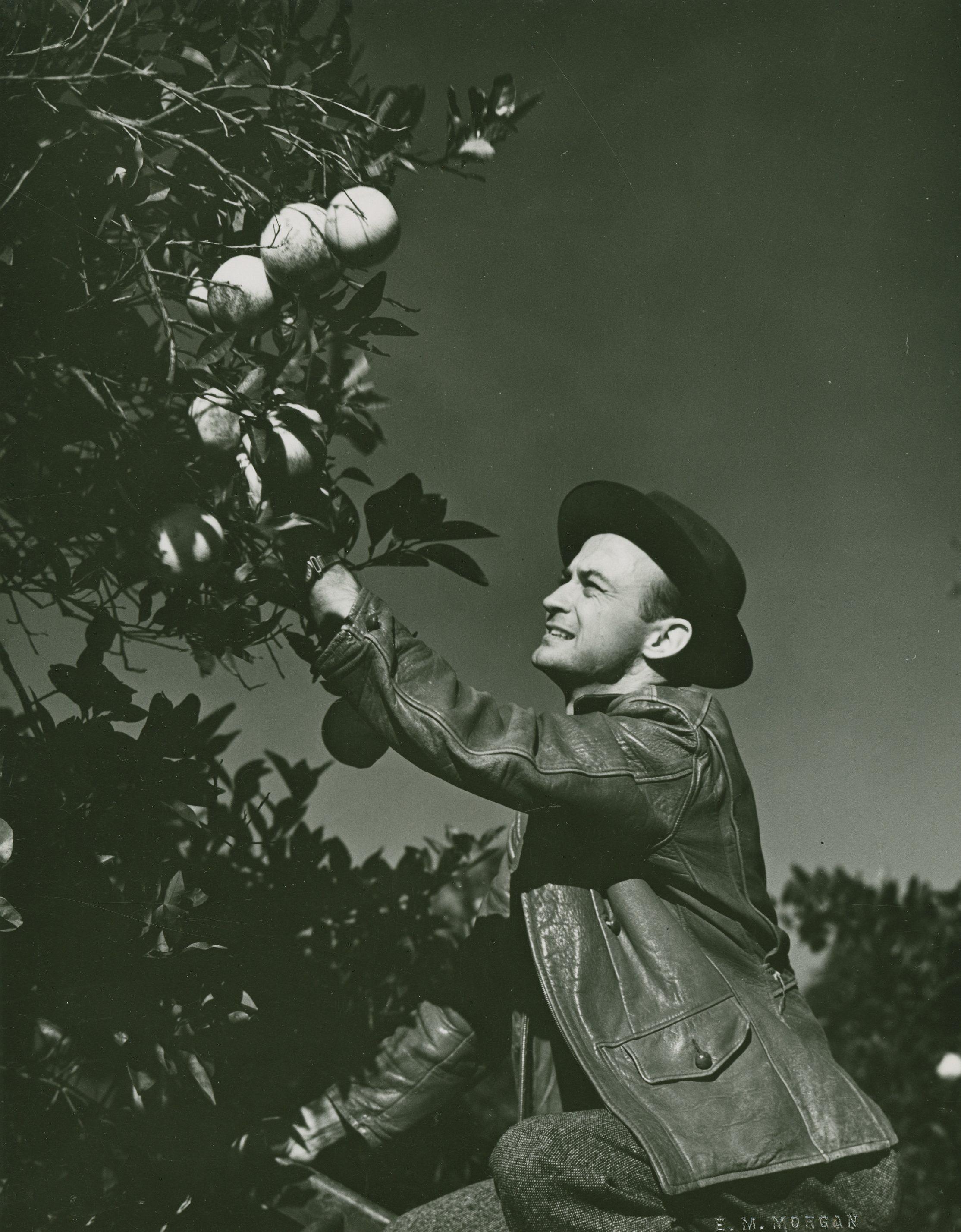 A person in a hat and jacket is reaching up to pick fruit from a tree laden with round fruits. The sky is clear, suggesting a sunny day. The scene conveys a sense of harvesting.
