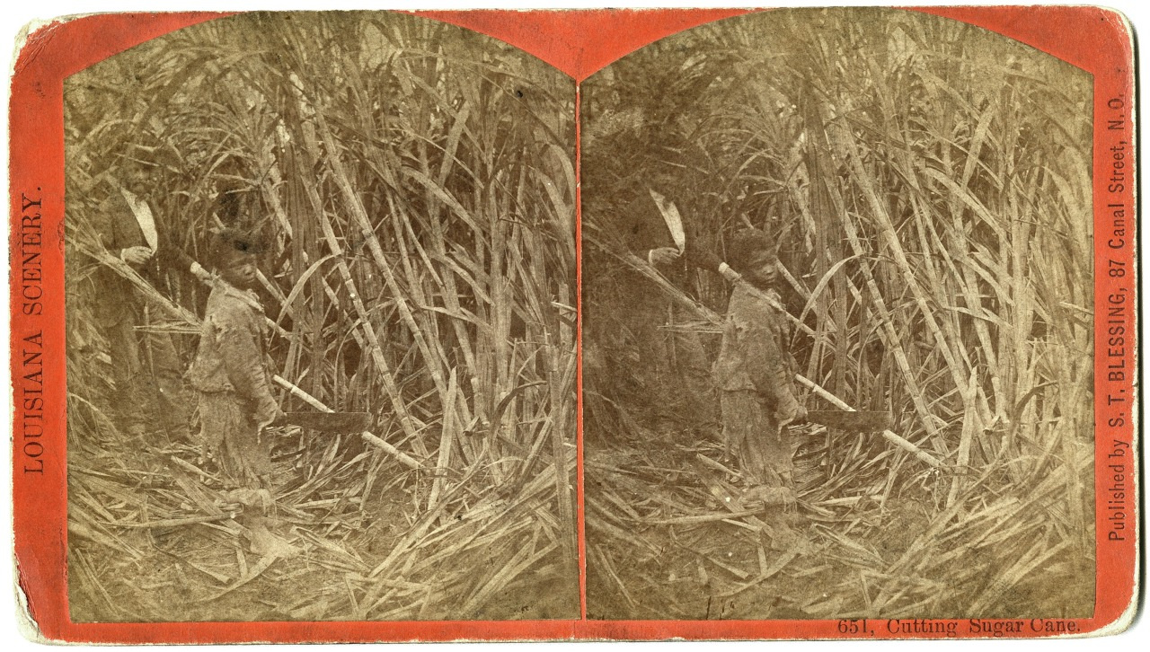 A vintage stereoscopic image shows a person standing in a sugar cane field, holding a machete. The image is labeled Cutting Sugar Cane and is part of a series titled Louisiana Scenery, published by S.T. Blessing in New Orleans.