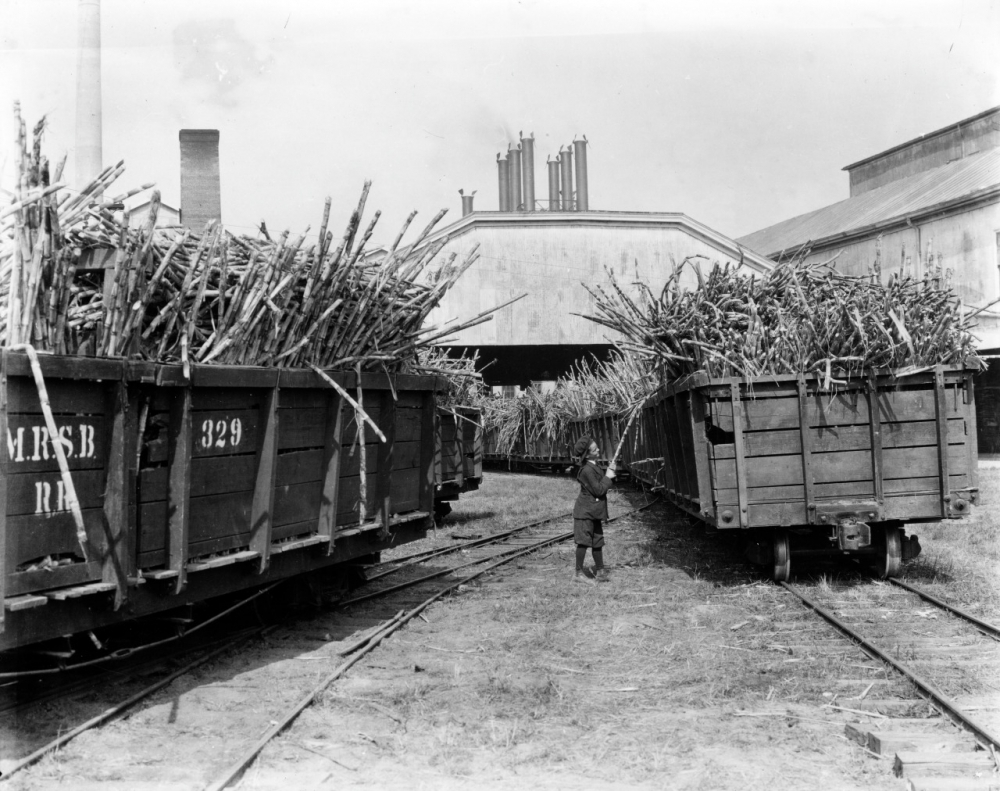 A black-and-white photo of a sugarcane factory showing two railcars filled with sugarcane. A person in the center stands between the cars, with industrial buildings and smokestacks in the background.