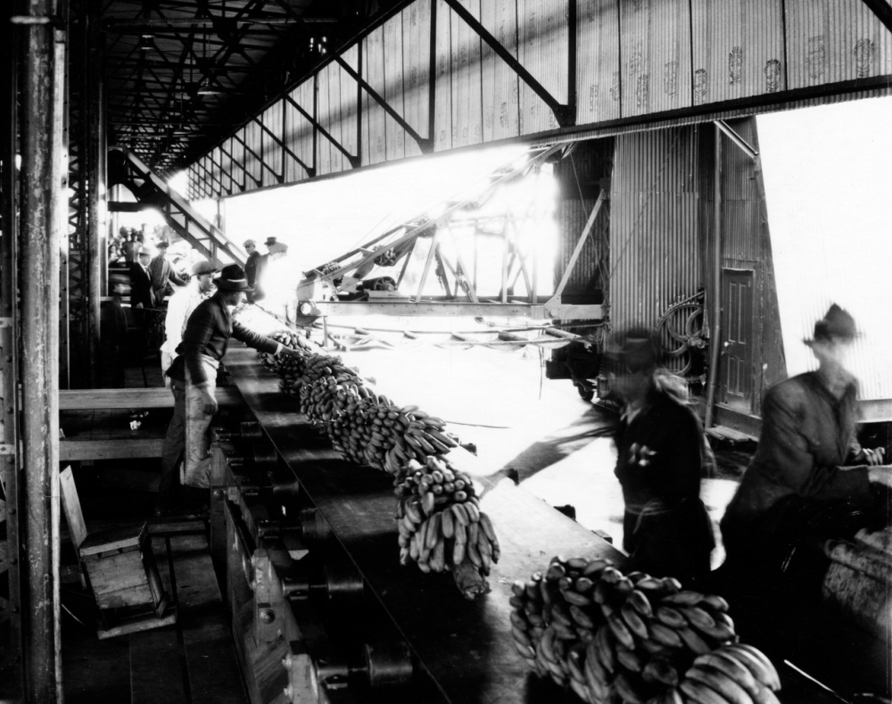 Black and white photo of workers processing and packing bananas on a conveyor belt inside an industrial facility. Several bunches of bananas are visible, and men are standing and moving alongside the line.
