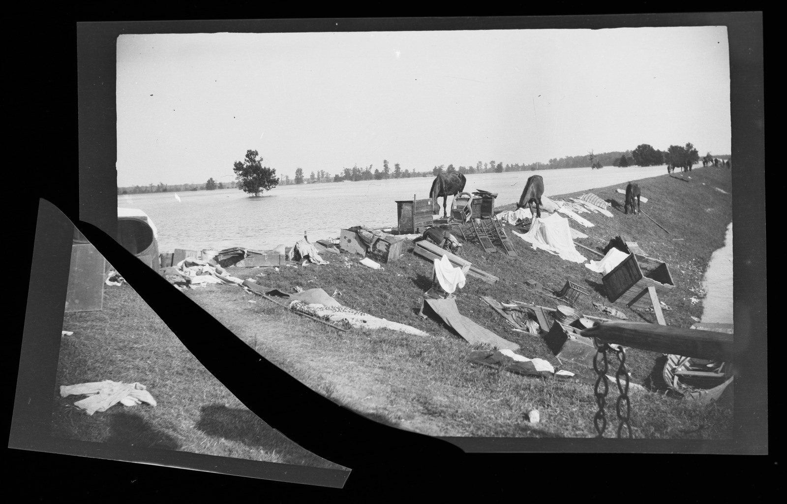 Black and white photo of a flooded area with scattered debris along a levee. A horse grazes near the waters edge, surrounded by overturned furniture and belongings. Trees are visible in the distance under a clear sky.