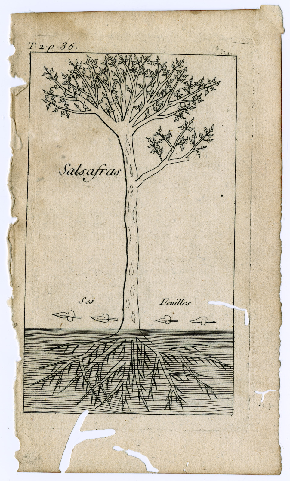 Illustration depicts a sassafras tree with root system and leaves.