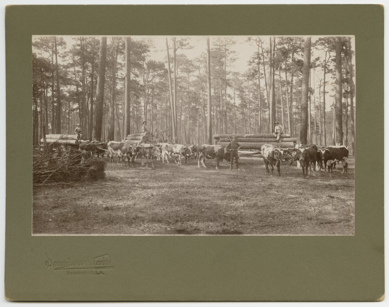 A vintage photograph depicting men in a forest with two wagons carrying large logs, each pulled by teams of oxen. Tall trees surround them, and a pile of brushwood is visible in the foreground.