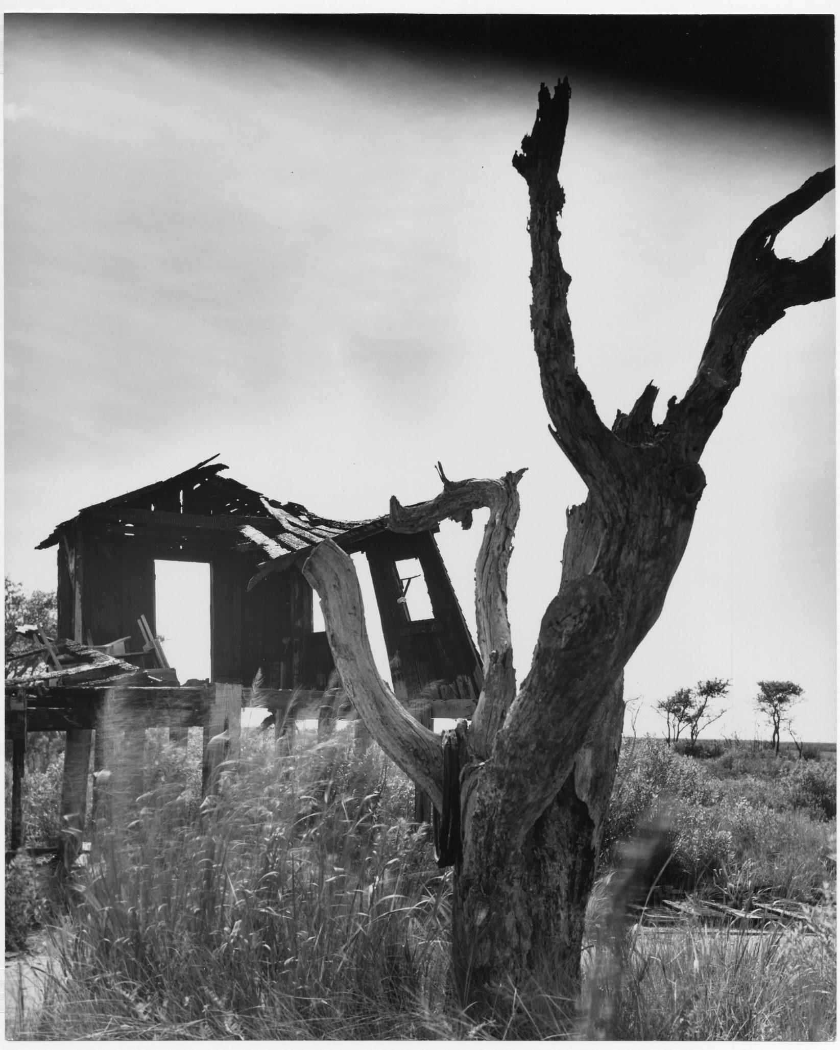 A black and white image of a decaying, abandoned wooden house with a missing roof and an old, gnarled tree in the foreground. Tall grass sways nearby under a partly cloudy sky.