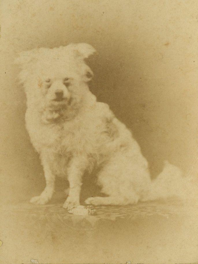 A sepia-toned, vintage photograph of a small, fluffy dog sitting on a patterned surface. The dog has light-colored fur and appears relaxed, with one ear slightly perked up. The background is blurred, creating an antique effect.