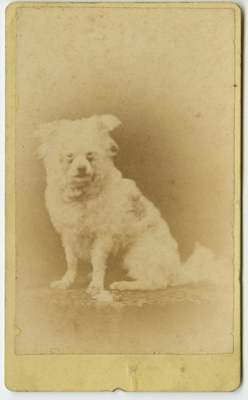 A sepia-toned vintage photograph of a small, fluffy dog sitting and looking at the camera. The background is plain, enhancing the focus on the dogs slightly blurred features due to the photos age.