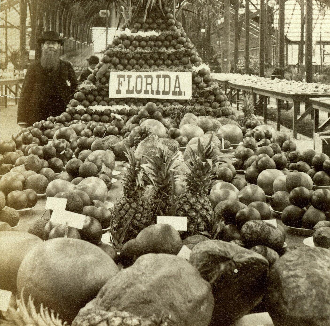 A vintage photograph shows a large display of various fruits, including pineapples and citrus, arranged in a pyramid inside a greenhouse. A sign reads Florida. A man with a long beard stands beside the display, observing the exhibit.