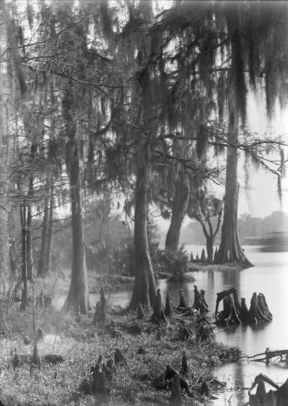 Grass Roots | Historic New Orleans Collection