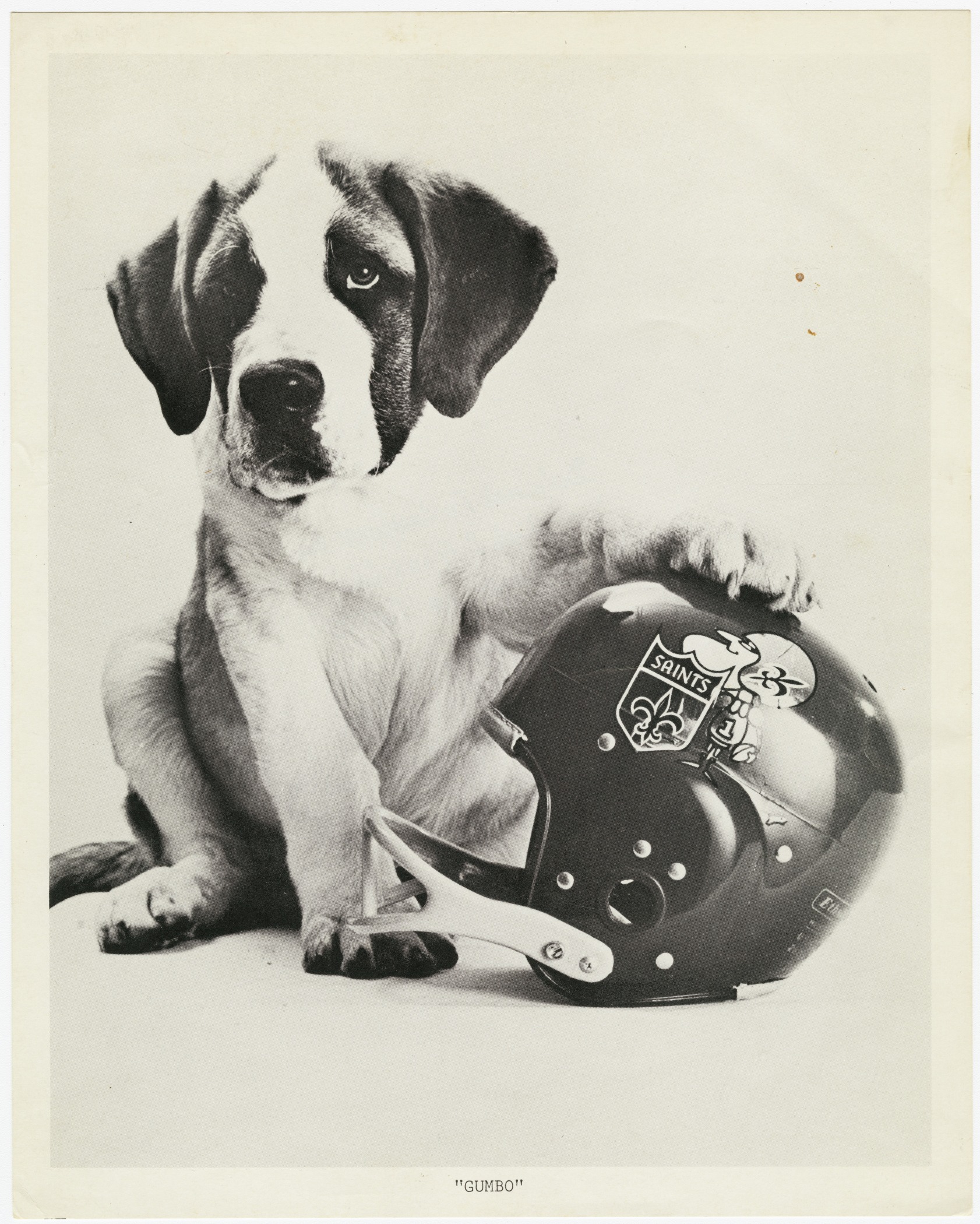 A publicity photo of Gumbo the Dog, former mascot of the New Orleans Saints football team.