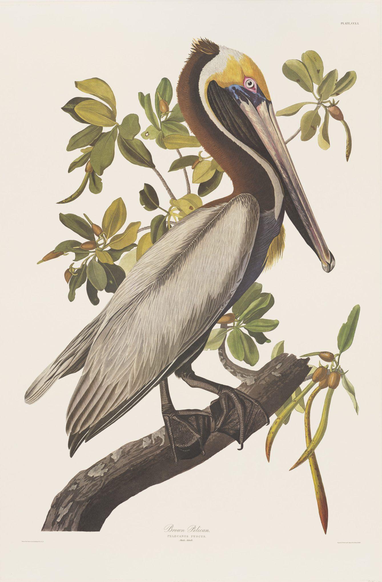 Illustration of a brown pelican perched on a branch with green leaves in the background. The bird has a long beak and distinctive brown, white, and yellow plumage. The botanical details add a naturalistic setting.