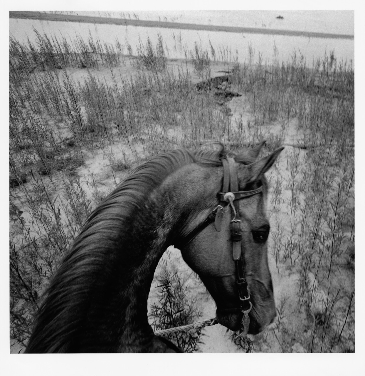 Black and white photo of a horse viewed from above, wearing a bridle, standing in a field with tall grass. The background shows a vast expanse of water or flat terrain under an overcast sky.