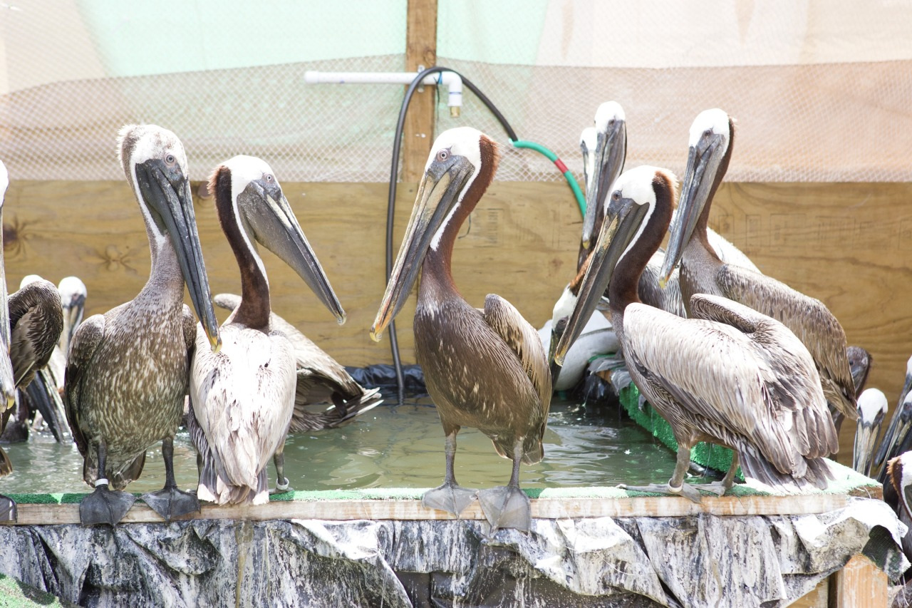 2011 0153 20100611 Fort Jackson LA KM111 web