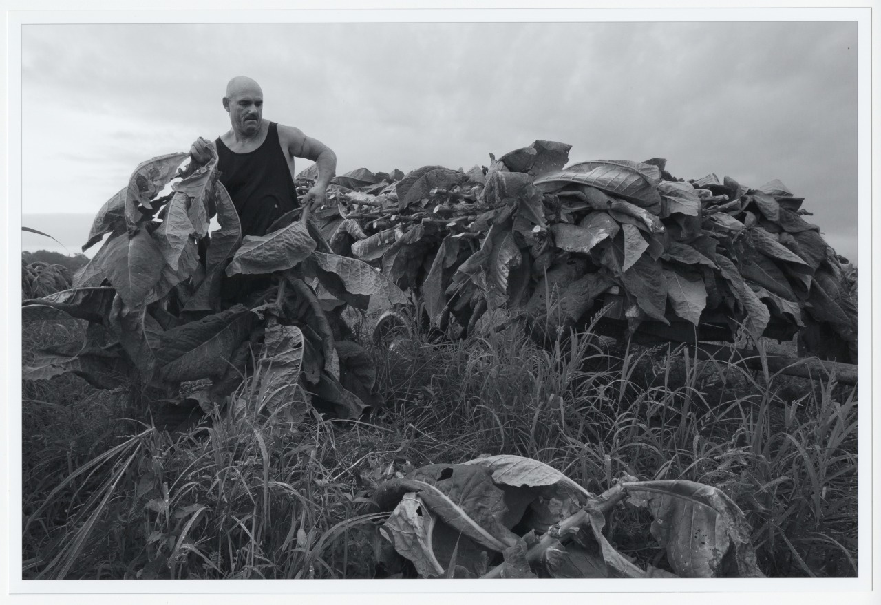 A man with a beard, wearing a tank top, stands amidst large tobacco leaves in an outdoor field, with piles of the leaves stacked around him. The sky is overcast, creating a moody atmosphere.