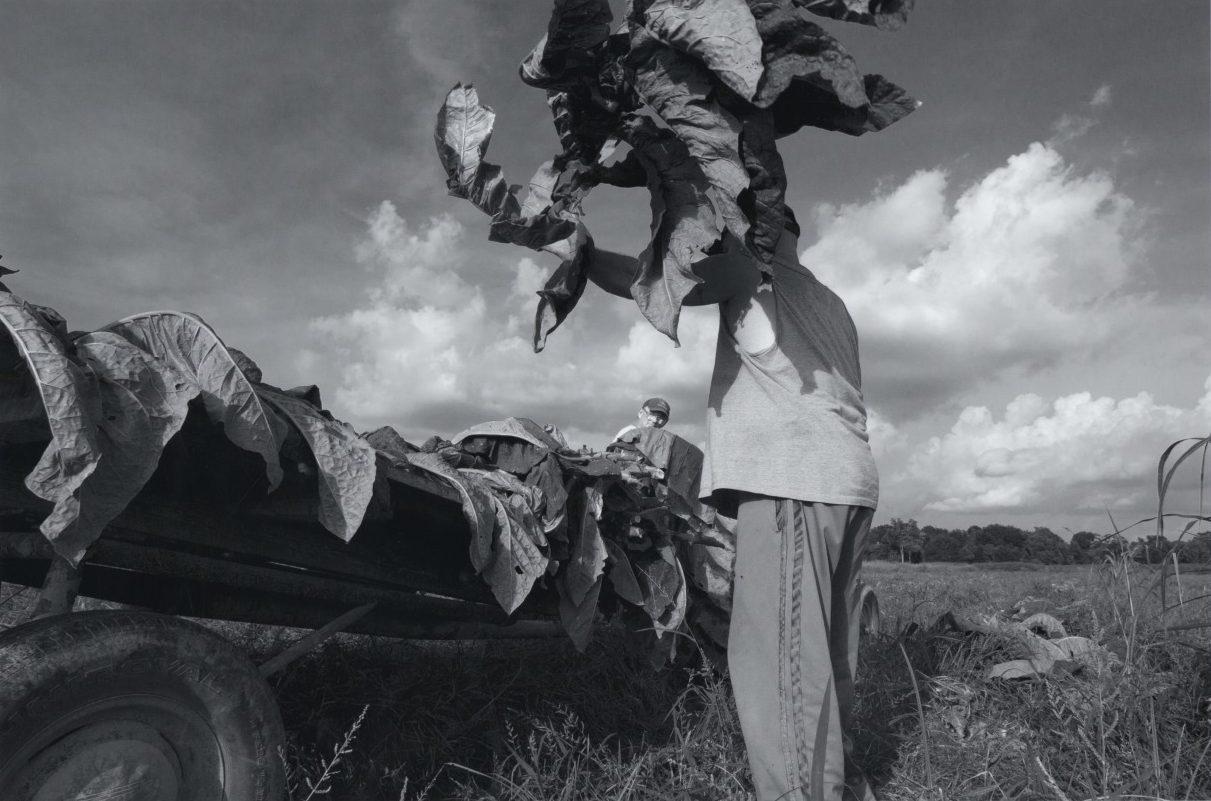 A person is placing large tobacco leaves onto a wheeled cart in a field under a cloudy sky. Another individual can be seen in the background on the cart. The scene captures agricultural work in a rural setting.