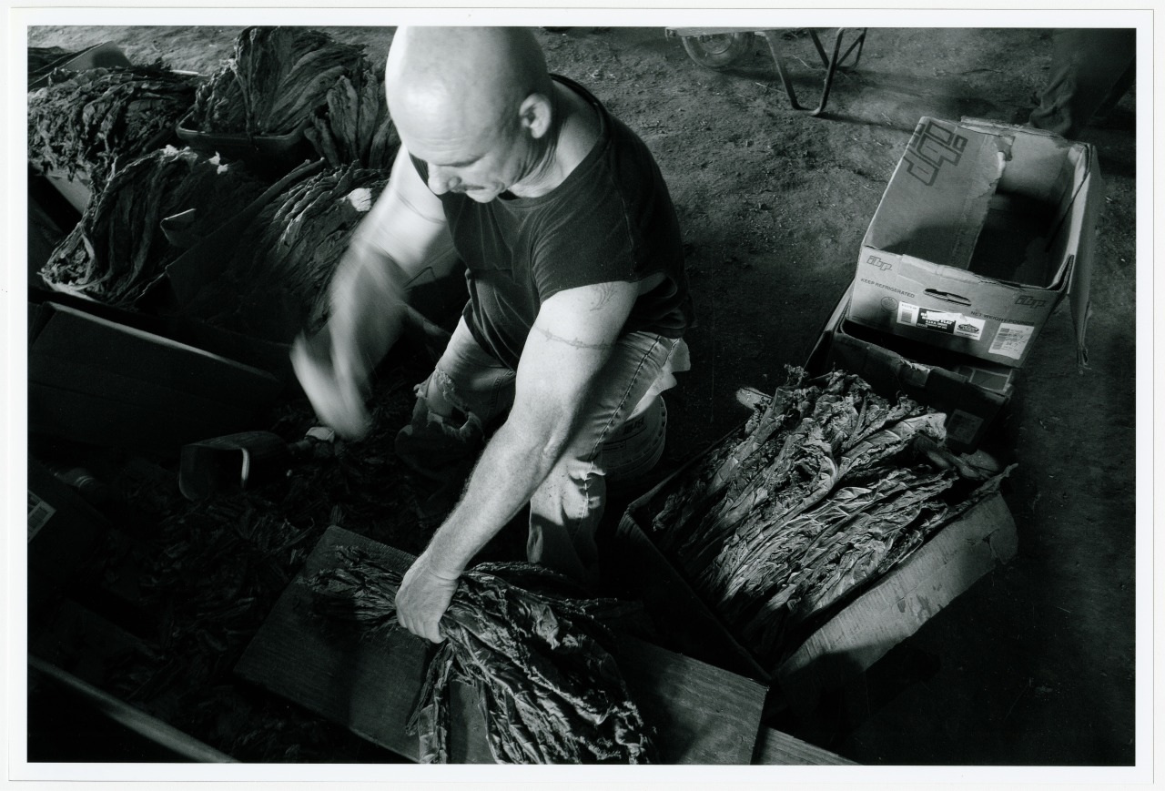 A person with a shaved head and a sleeveless shirt is sorting and handling large dried leaves in a dimly lit room. Several boxes filled with similar leaves surround them. The atmosphere appears rustic and industrious.